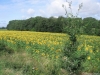 val-de-loire-verso-chaumont_6